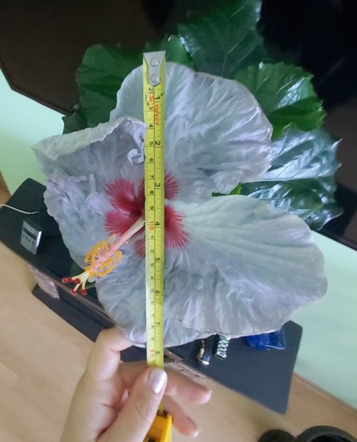 Petra a doua zi, floarea de 20 cm - Hibiscusi 2021