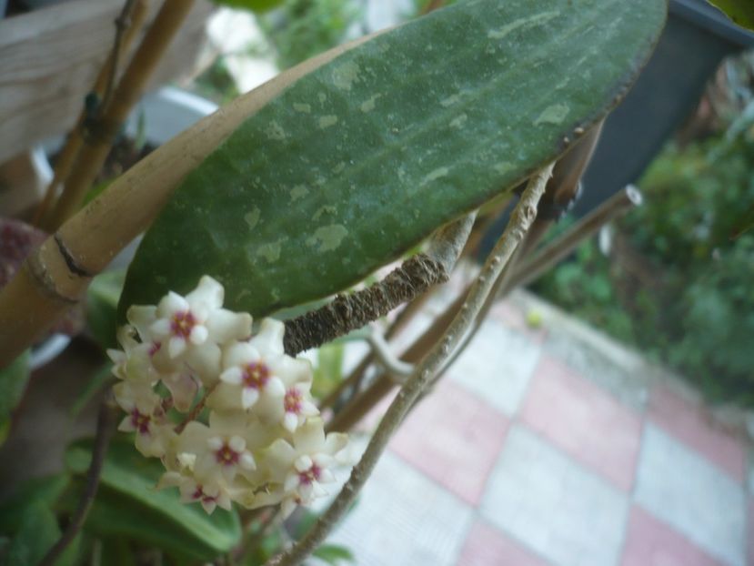 P1480946 - HOYA 2021-1