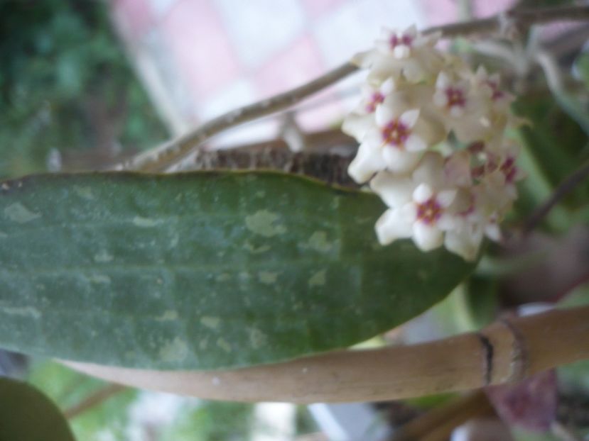 P1480947 - HOYA 2021-1