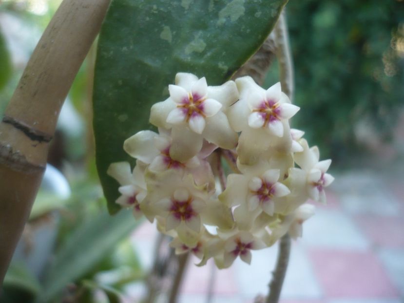 P1480948 - HOYA 2021-1
