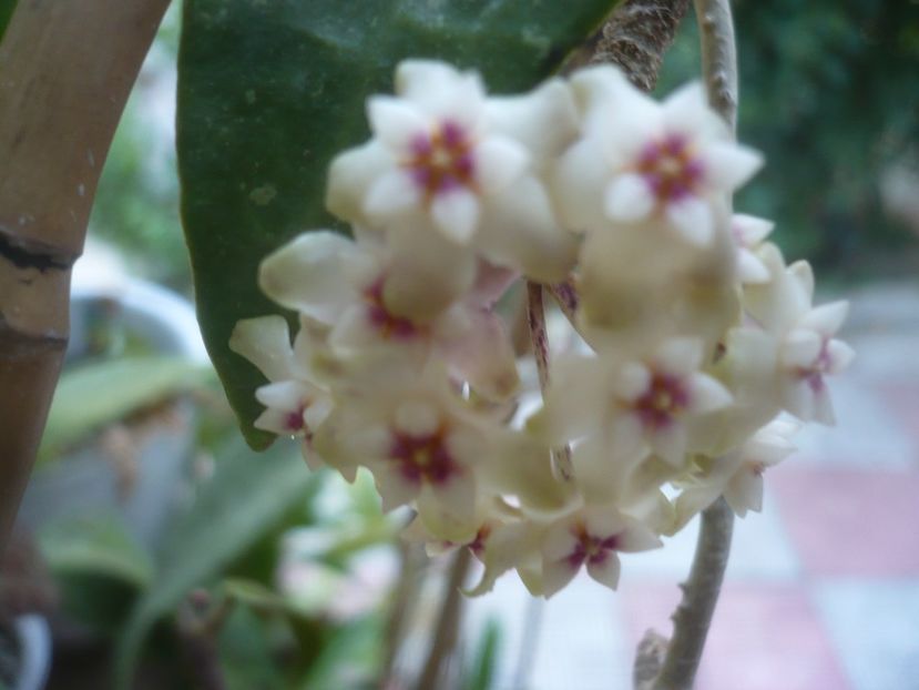 P1480949 - HOYA 2021-1