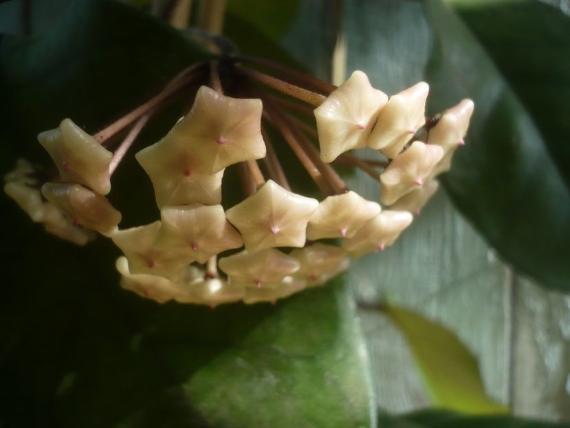P1480951 - HOYA 2021-1