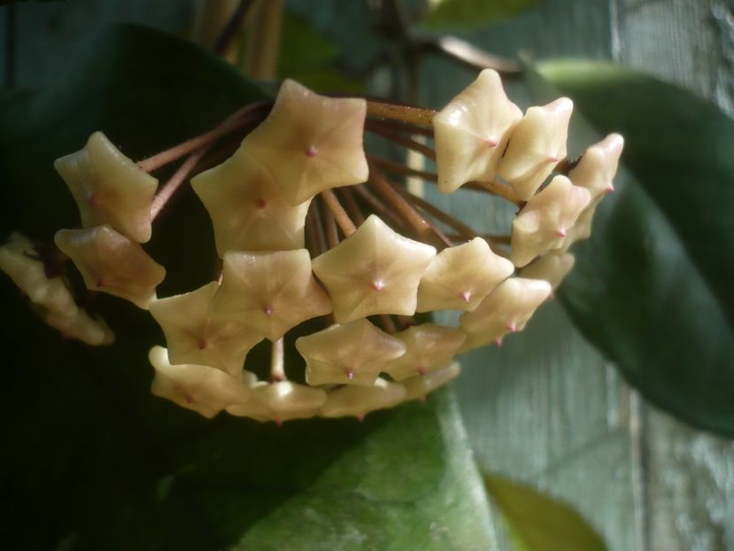 P1480952 - HOYA 2021-1