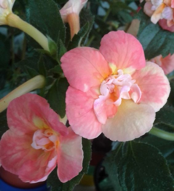  - 0000 ACHIMENES