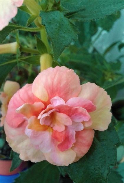  - 0000 ACHIMENES