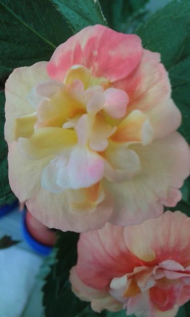  - 0000 ACHIMENES