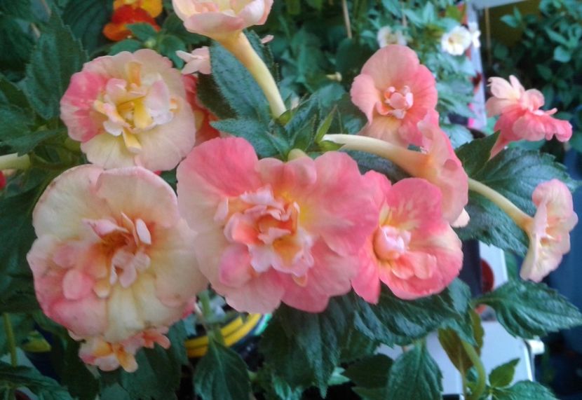  - 0000 ACHIMENES