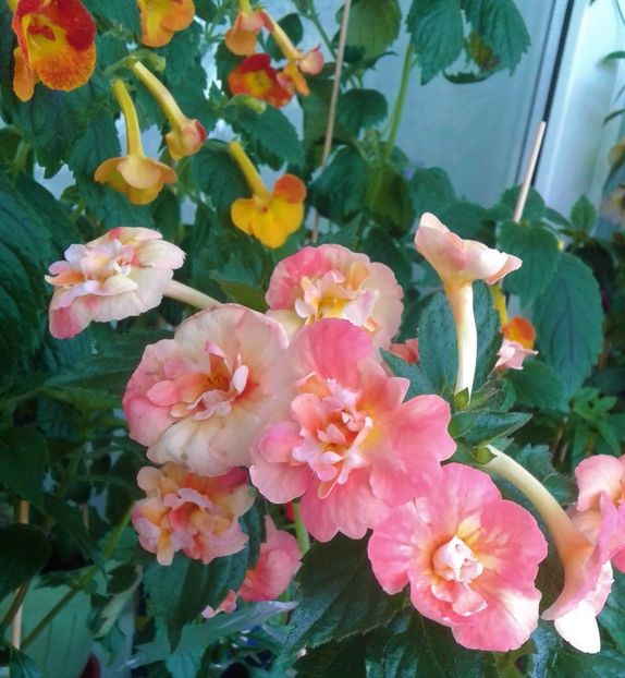  - 0000 ACHIMENES
