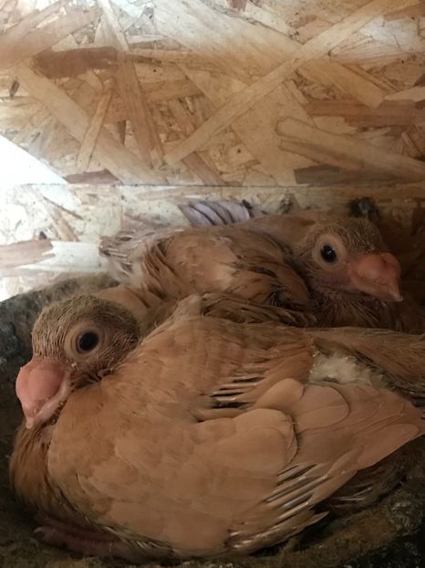 6D727BF5-BD5A-48E5-A12C-8F857AC1A3AB - Tineret 2021