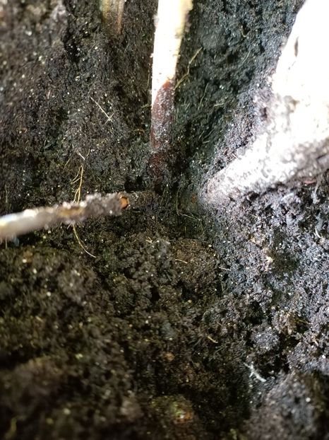 Img.2021.07.01 - Trandafir