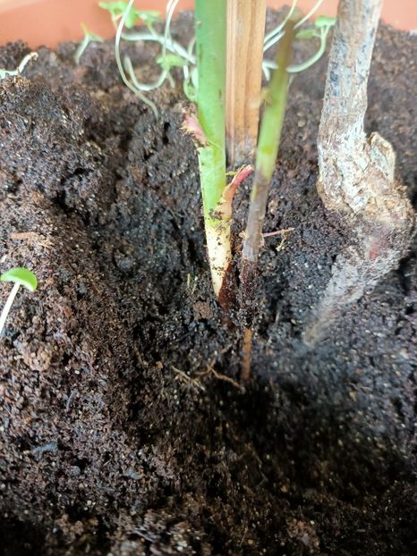 Img.2021.07.01-am tăiat partea neagră - xxx Ajutor la salvarea trandafirului