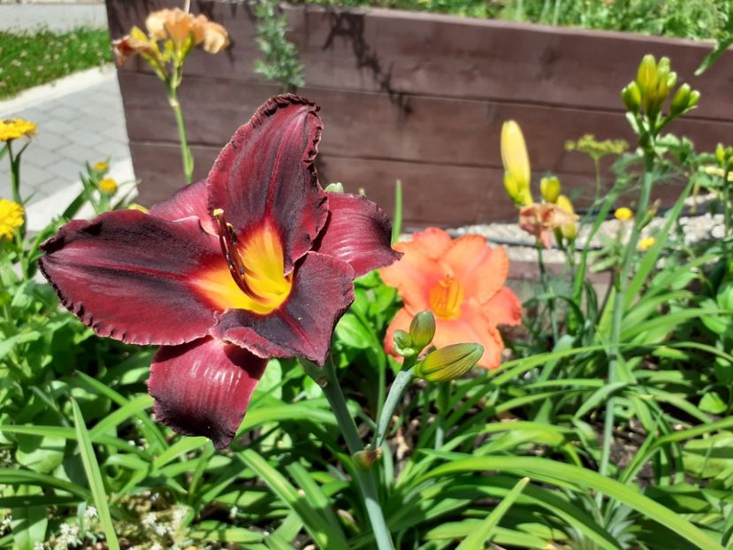 Queen of Night - Hemerocallis 2021