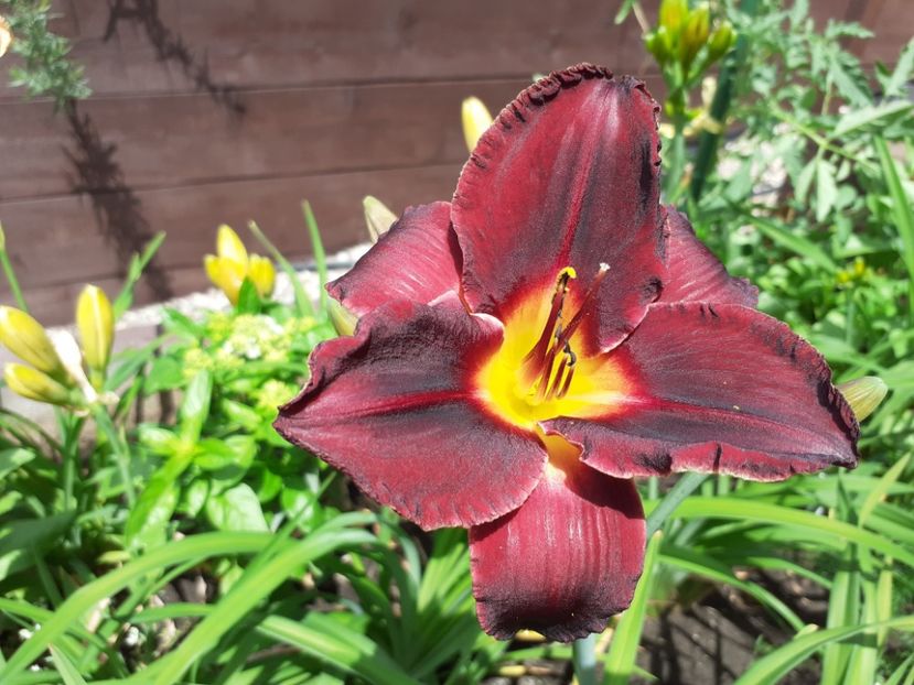 Queen of Night - Hemerocallis 2021