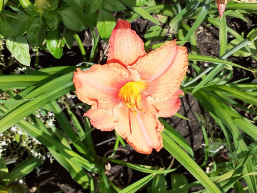 South Seas - Hemerocallis 2021