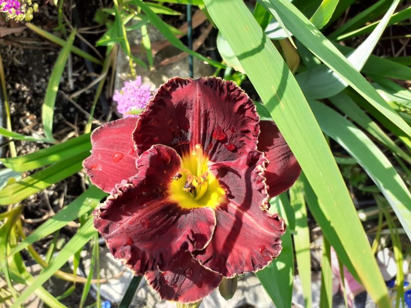 Purplelicious? - Hemerocallis 2021
