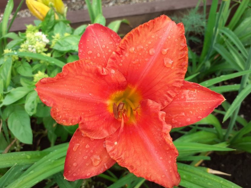 South Seas - Hemerocallis 2021