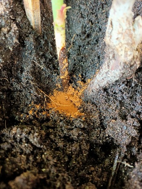 Am pus scorțișoară și ceară :) - xxx Ajutor la salvarea trandafirului