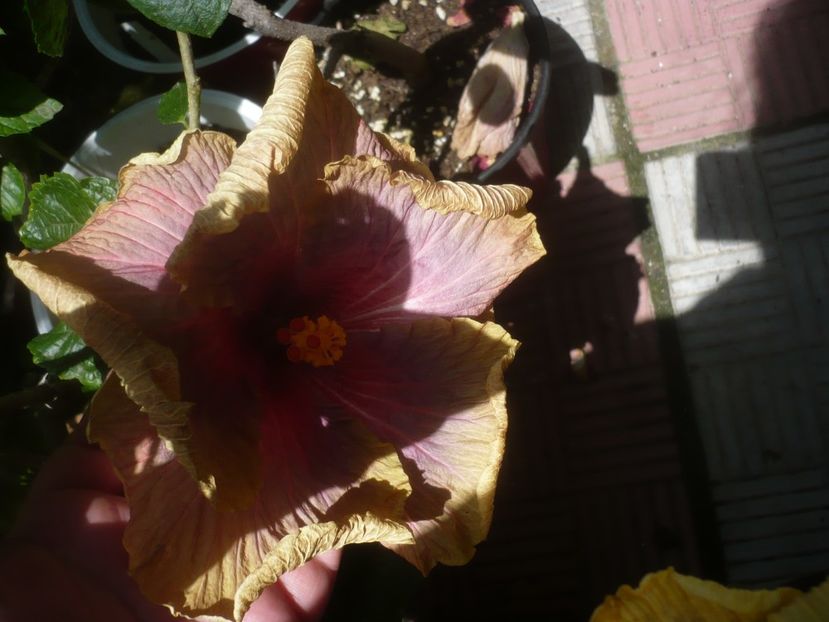 P1480970 - HIBISCUSI 2021-2