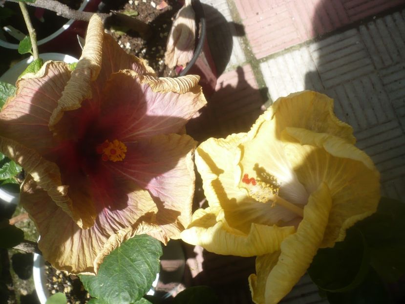 P1480971 - HIBISCUSI 2021-2