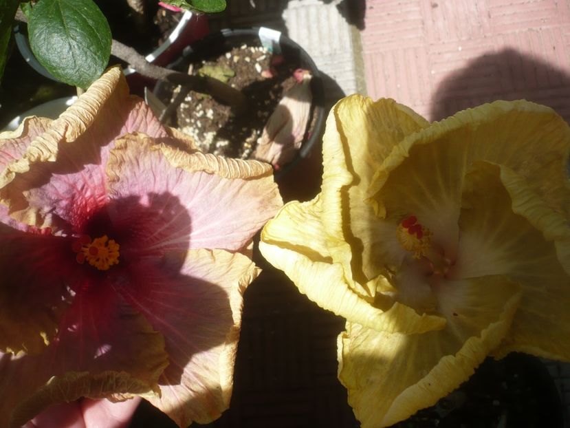 P1480972 - HIBISCUSI 2021-2