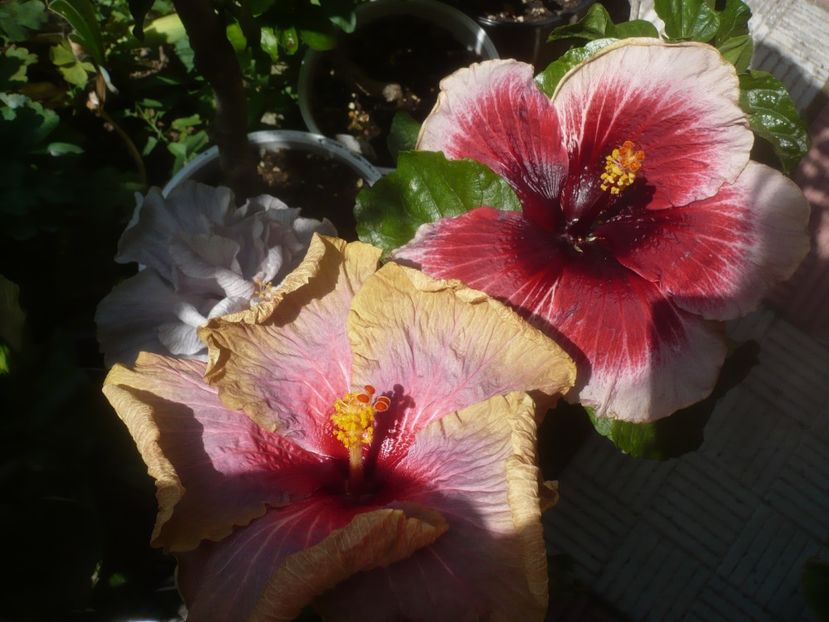 P1480974 - HIBISCUSI 2021-2