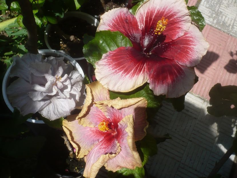 P1480975 - HIBISCUSI 2021-2
