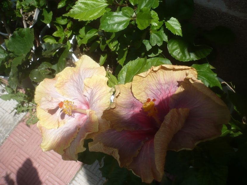 P1480977 - HIBISCUSI 2021-2