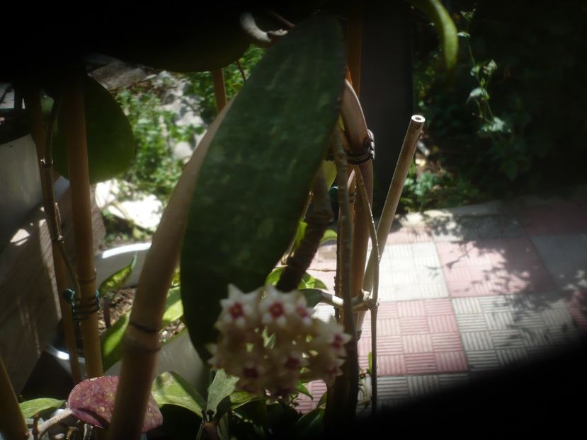 P1480981 - HOYA 2021-1