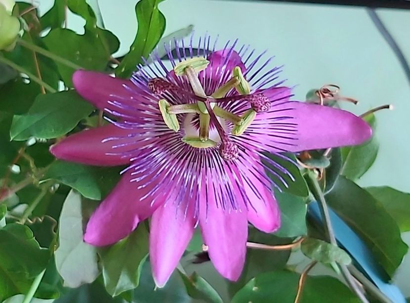 Amethyst "Lavender Lady" 01.07.2021 - Passiflora 2021