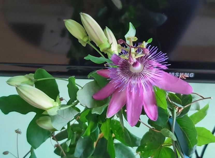 01.07. - Passiflora 2021