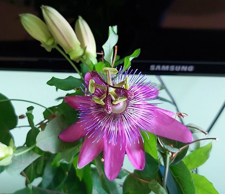 Passiflora Amethyst Lavender Lady - Passiflora 2021