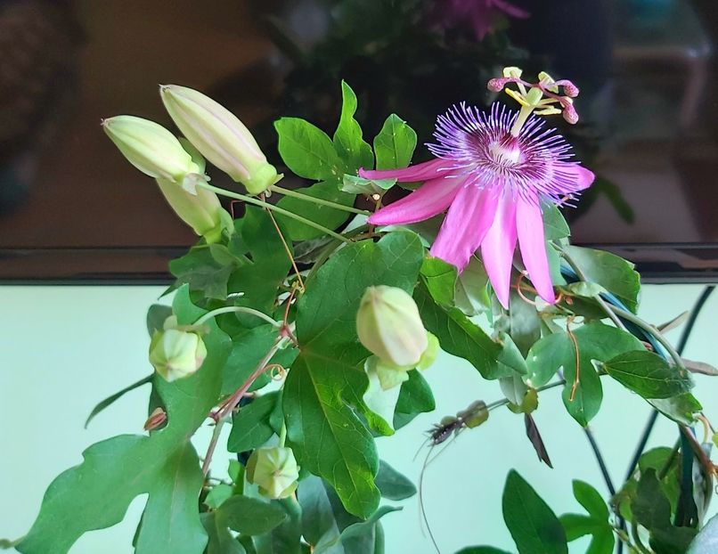  - Passiflora 2021