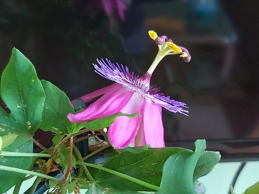  - Passiflora 2021