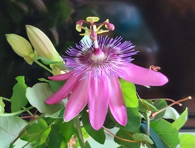  - Passiflora 2021