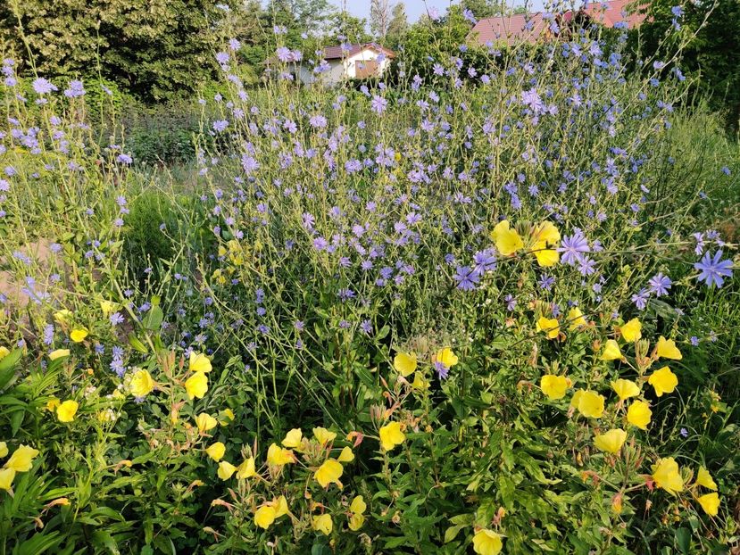 Oenothera și Cicoare - Diverse flori de gradina