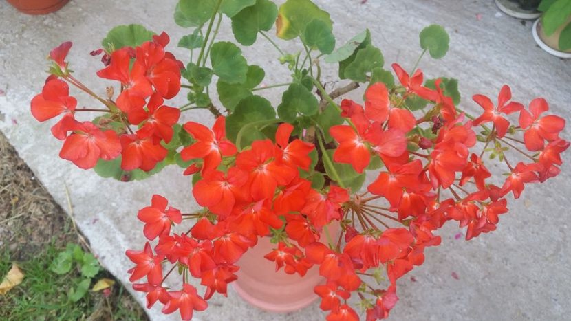 2021-06-30 19.04.51 - Muscate