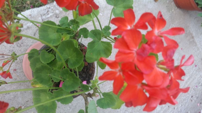 2021-06-30 19.05.06 - Muscate