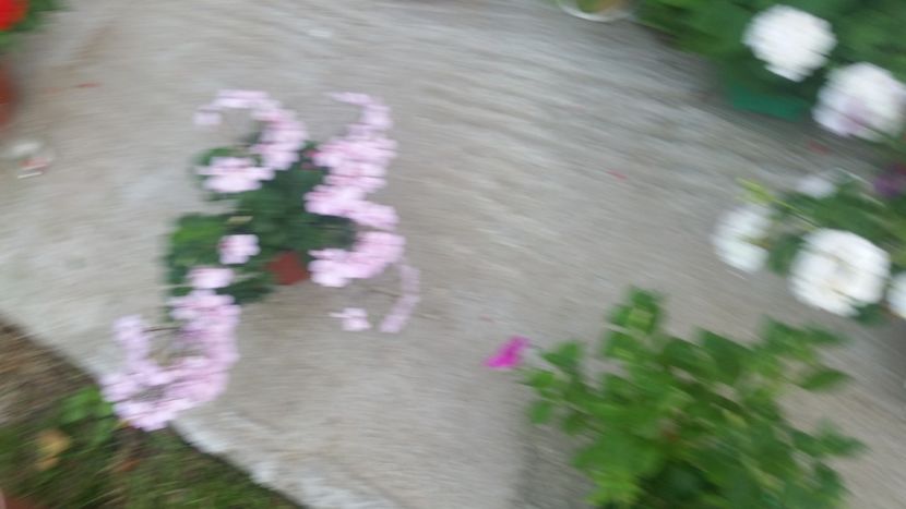 2021-06-30 19.06.30 - Muscate