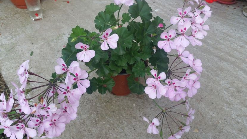 2021-06-30 19.06.52 - Muscate