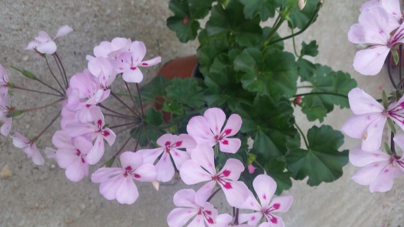 2021-06-30 19.07.04 - Muscate