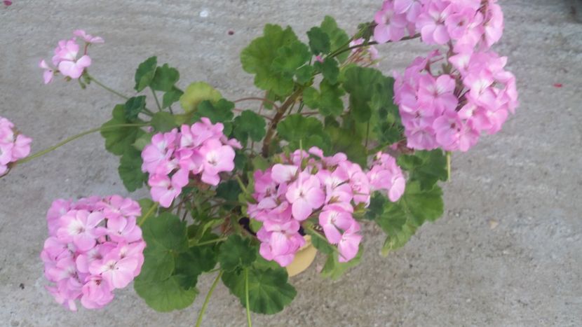 2021-06-30 19.08.32 - Muscate