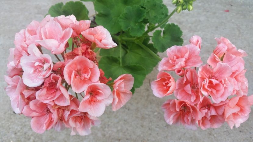 2021-06-30 19.11.05 - Muscate