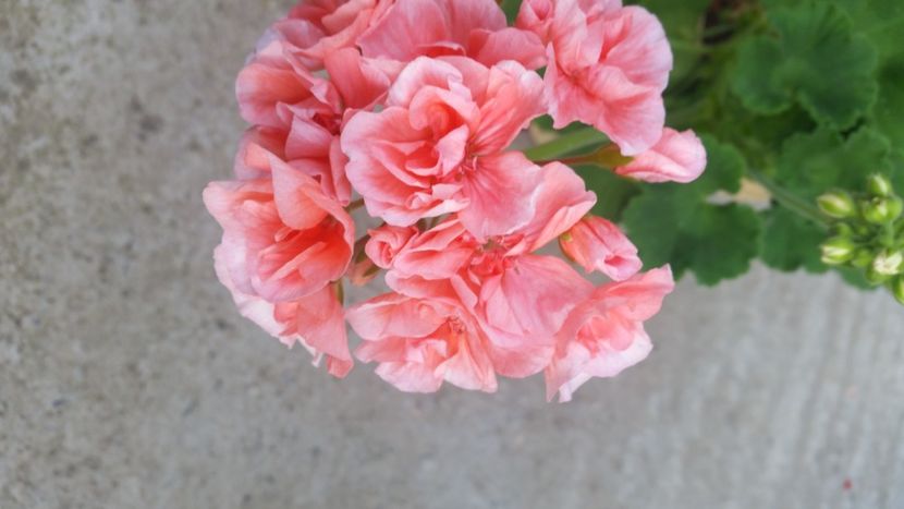 2021-06-30 19.11.17 - Muscate