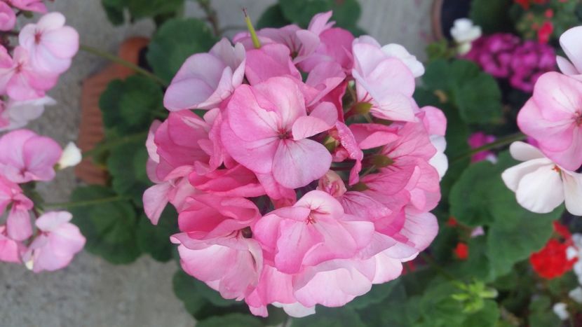 2021-06-30 19.12.49 - Muscate