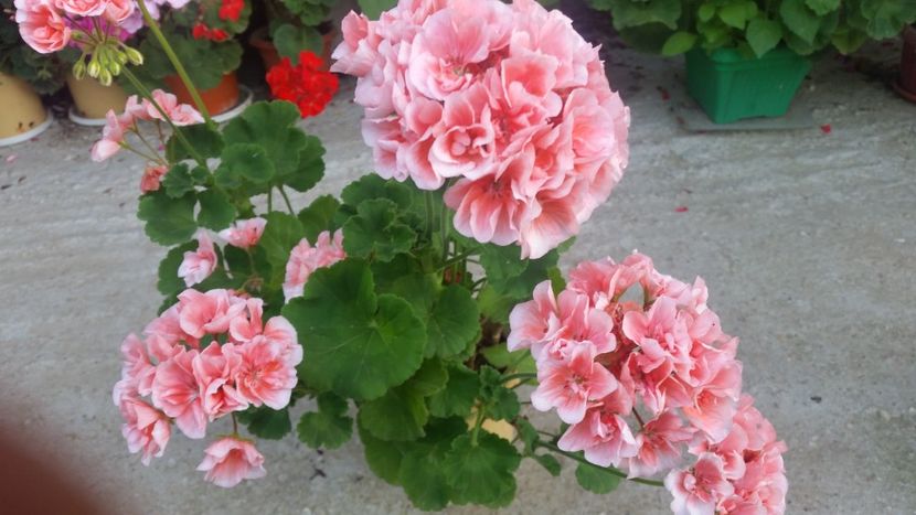 2021-06-30 19.14.05 - Muscate