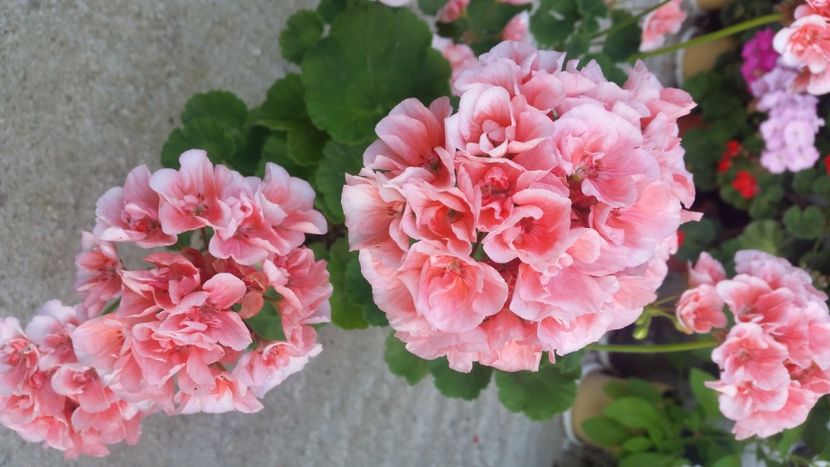 2021-06-30 19.14.21 - Muscate