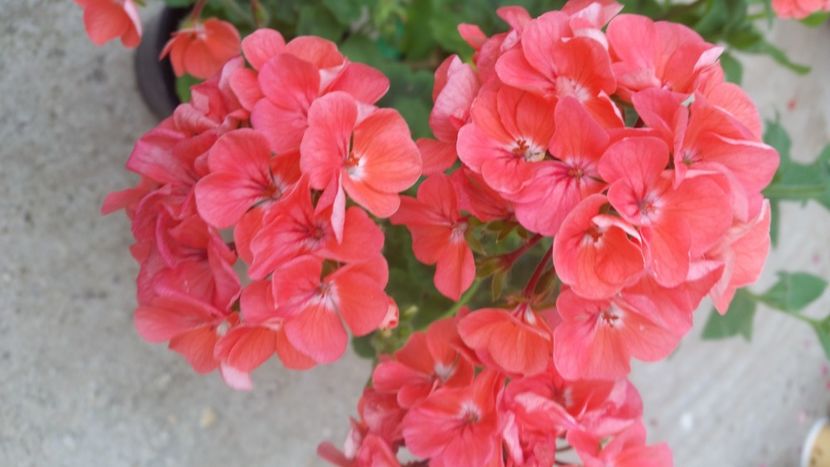 2021-06-30 19.16.19 - Muscate