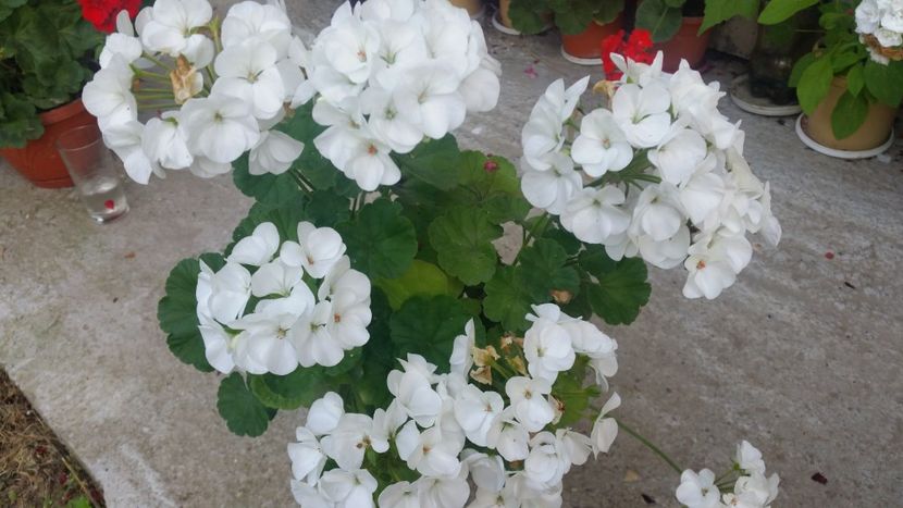 2021-06-30 19.17.19 - Muscate