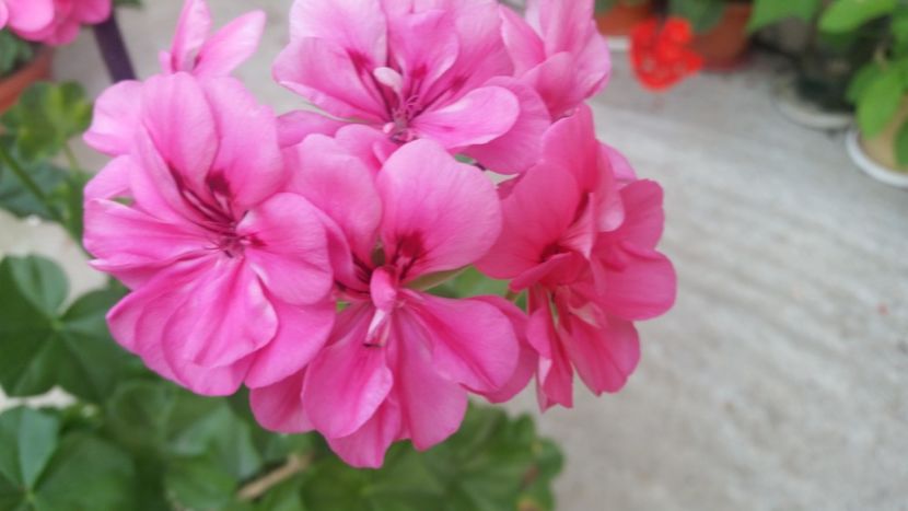 2021-06-30 19.19.24 - Muscate