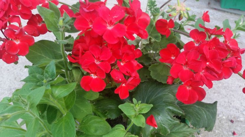 2021-06-30 19.20.31 - Muscate